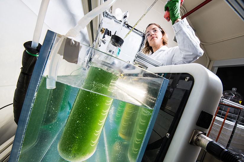 A scientist works with a test tube of algae. 