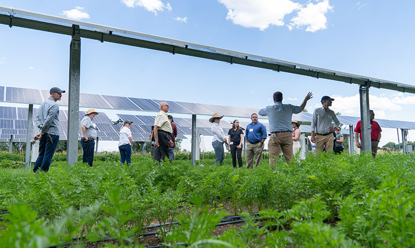 A group of people stand among a solar panel installation with crops growing on the ground.