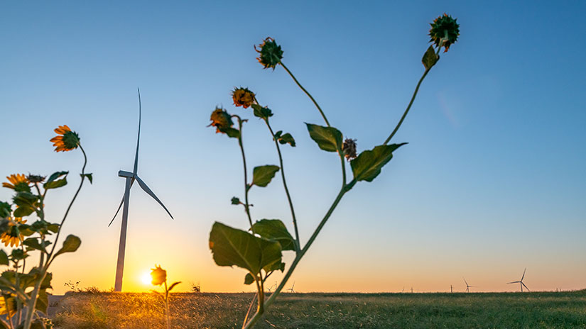 Wind farm with setting sun in the background and sunflowers in the foreground.