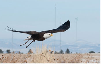 A bald eagle flying above a grassy field with a wind turbine in the background. 