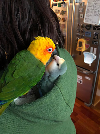 Dos pájaros dentro de la capucha de una sudadera.