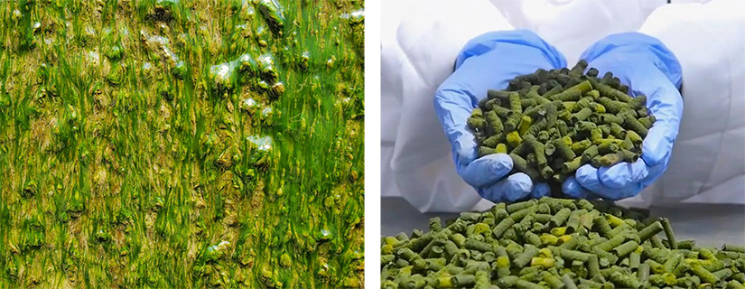 Two images of algae: one as a biofilm and one as fertilizer pellet.