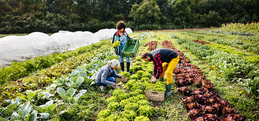 Three people picking vegetables in a large garden. 