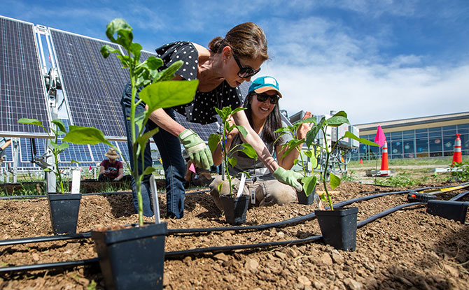 Two people planting under solar panel array