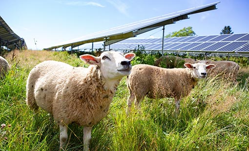 Sheep grazing in tall grass next to solar panels