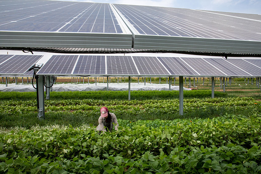 A farmer harvests beans from crops grown beneath a solar array.