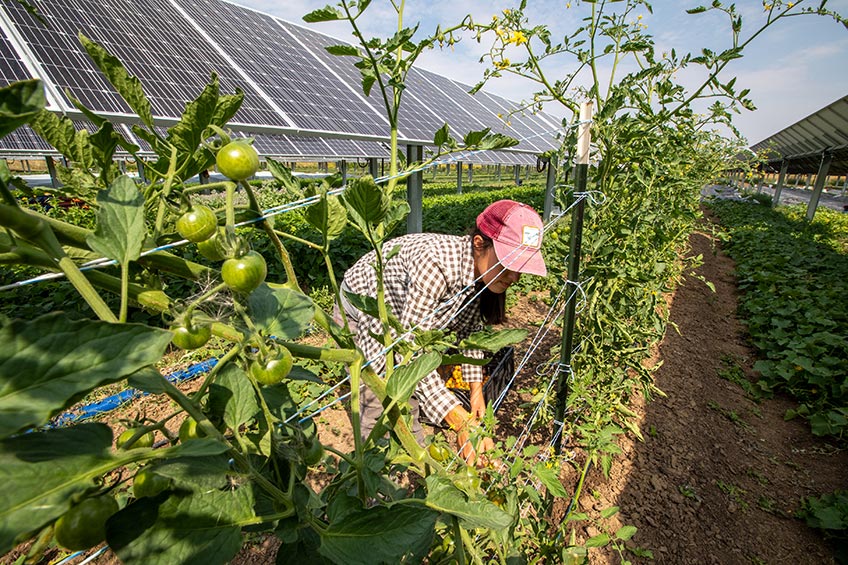 A farmer reaches into a tomato plant under a sunny sky with solar panels in the background.