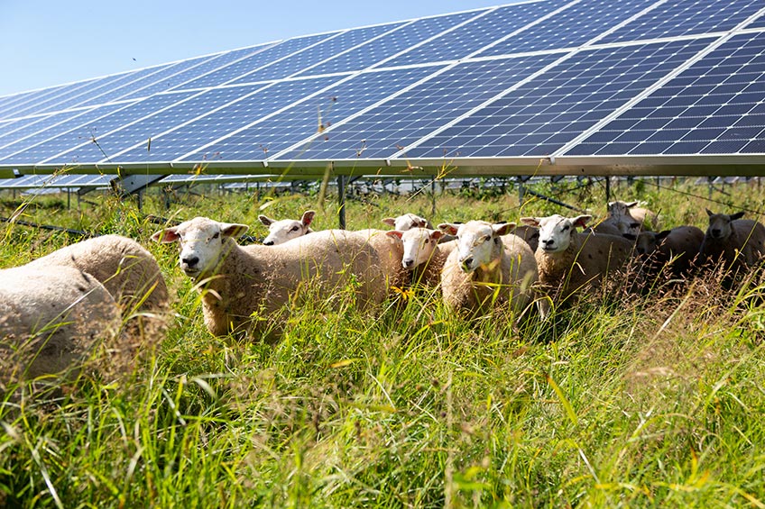 A flock of sheep graze in grasses beneath a solar panel array.