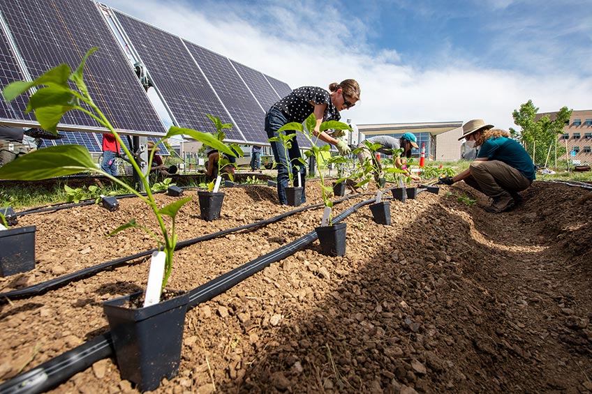 Gardeners tend to plants in rows next to a solar array.