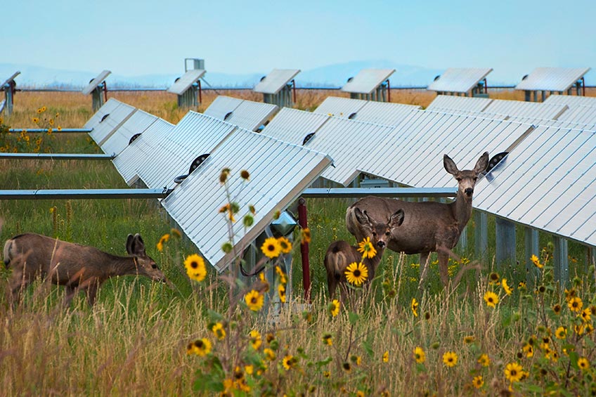 Three deer stand next to flowers growing under solar panels.