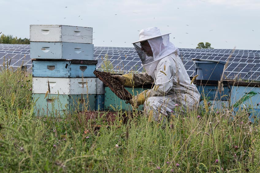 A beekeeper tends hives in boxes surrounded by wild plants with solar panels in the background.