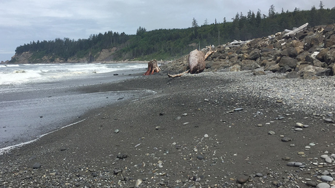 An image of a beachside, rocks, and breached seawall on the shores of Quinault Indian Nation