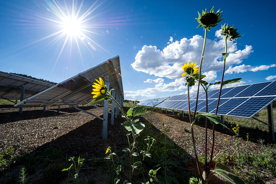 Solar panels in a field with sunflowers.