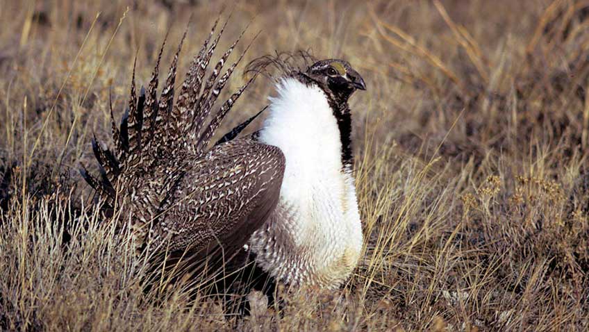 Photo of a North American grouse.