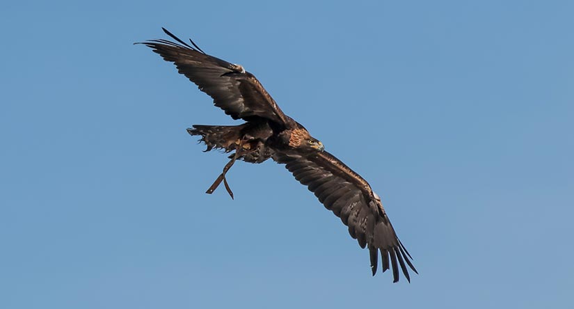 A golden eagle in flight