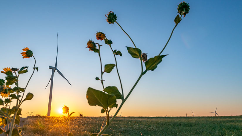Wind farm with setting sun in the background and sunflowers in the foreground.