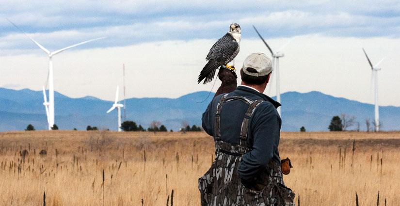 Man holds eagle near wind turbines.