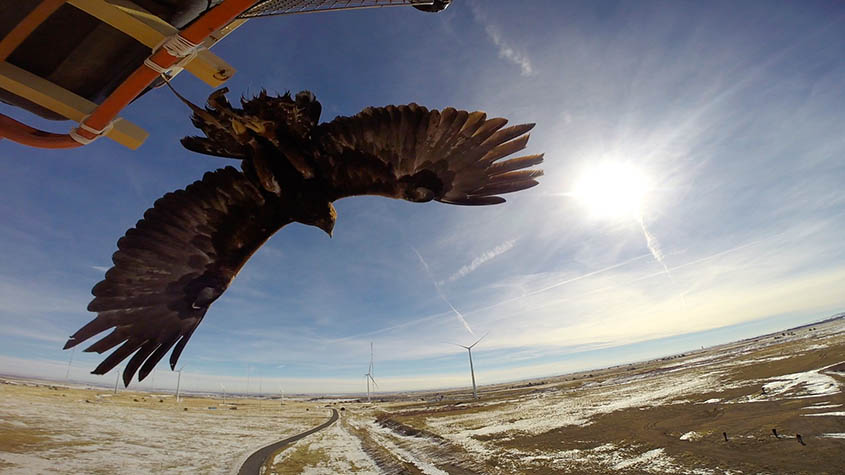 A golden eagle as viewed from below taking off from a platform toward a snowy field with wind turbines