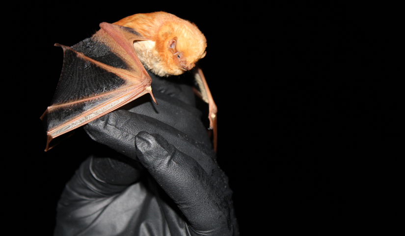 A red bat sits on top of a researcher’s hand in preparation for flight.