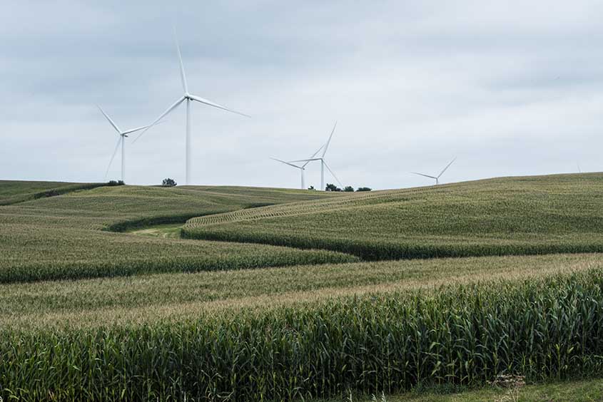 Wind turbines behind a cornfield.