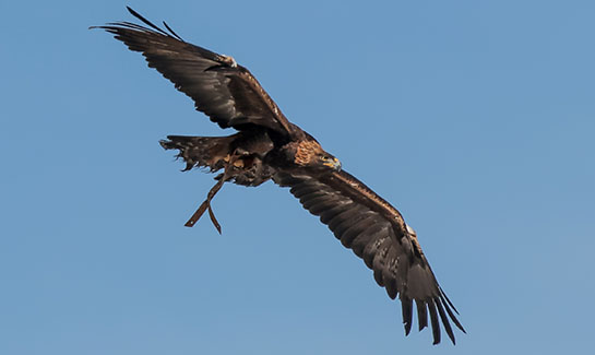 Eagle bird soaring in the sky.
